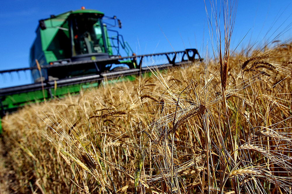Плюс 3 %: сельхозпроизводители Краснодара показывают рост производства