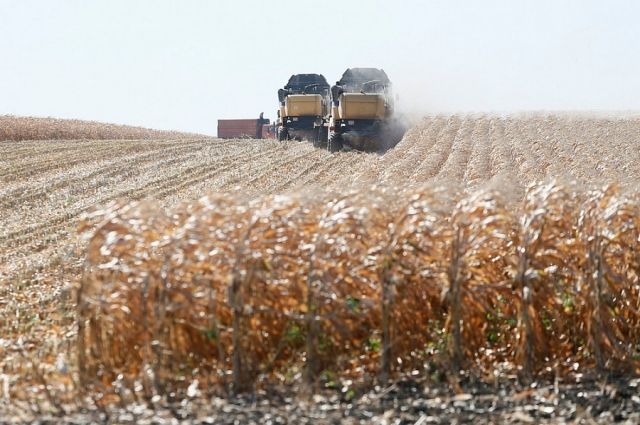 Кубань наращивает производство кукурузы